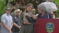 Pig pardoned by Miami mayor, saved from being holiday dinner