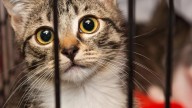 Toledo no-kill cat shelter moving to larger building
