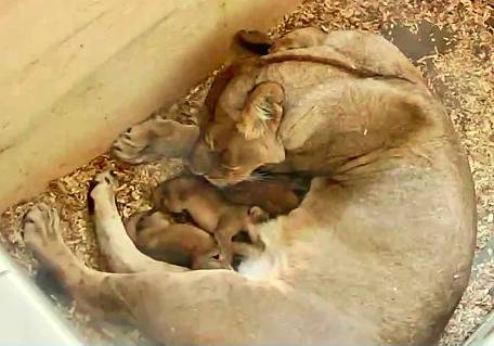 Detroit Zoo announces birth of three African lion cubs