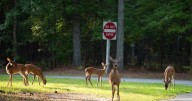 N.C. Wildlife urges caution around deer