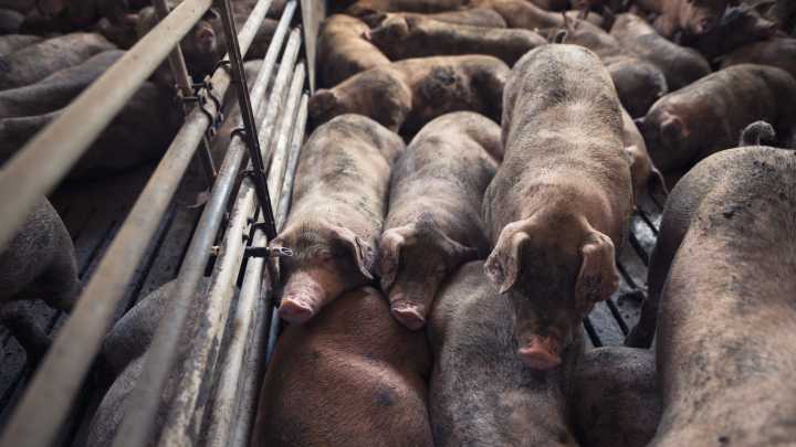 La peste porcina detectada en Cataluña enciende las alarmas en el sector ganadero de Lorca