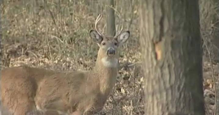 Snowy Iowa forecast signals start of popular deer gun season