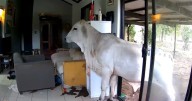 Pet cam shows dog lets bull, horse into living room in Australia