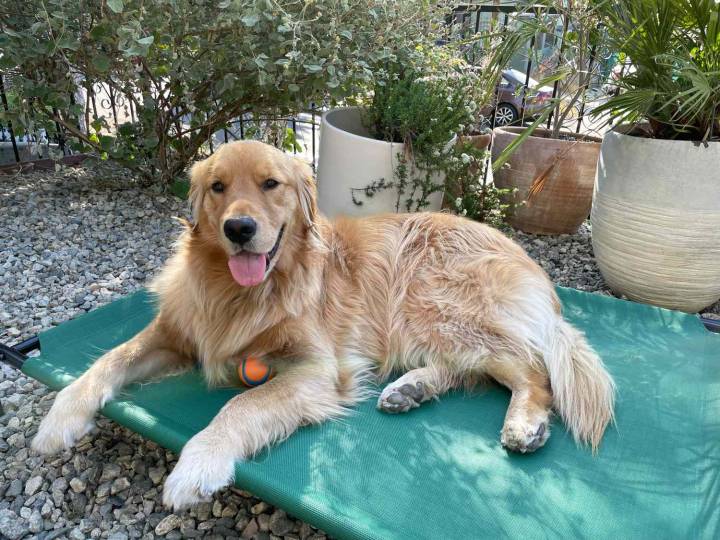 The 11 Best Cooling Dog Beds, Tested by Our Dogs