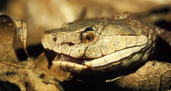 Rattlesnake Remains Inside Fossilized Feces Hints To Ancient Rituals