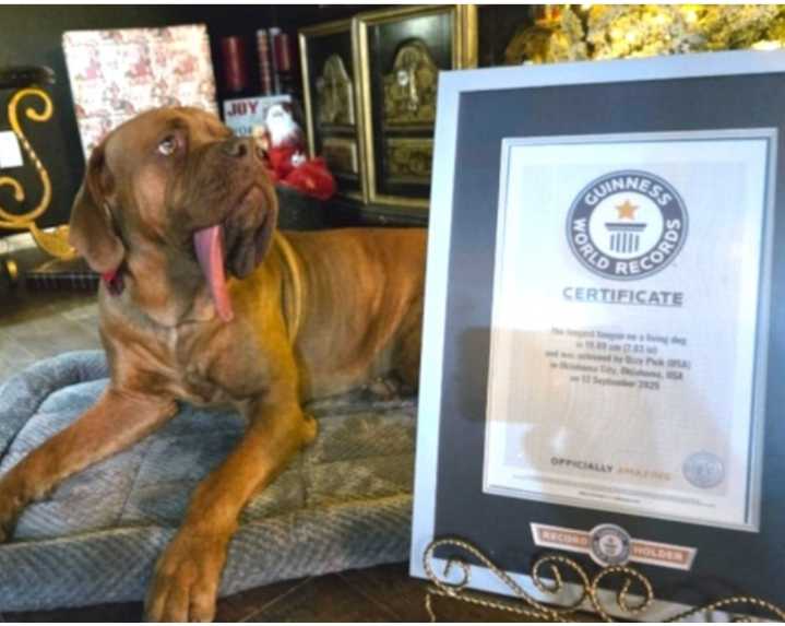 Perro consigue récord mundial por tener la lengua más larga