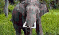 Wild Elephant Kills Woman in Bolangir Village
