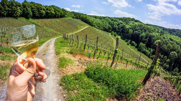 El viñedo más grande del mundo existe: dentro de él hay más de 250 bodegas y miles de variedades de vino