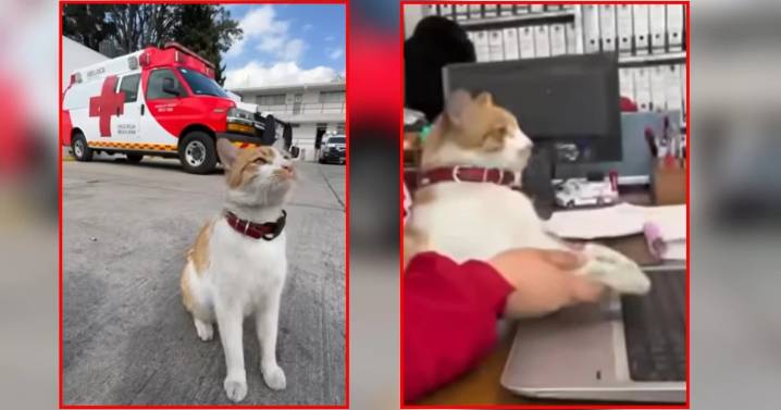 Murió atropellado Cruzberto, el gatito rescatista de la Cruz Roja: lo despiden con emotivo video
