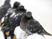 Montreal storm that tried its best turns morning commute into a slippery, slushy mess