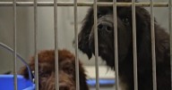 Uncertain future for seized Montana dogs housed at former Billings shelter