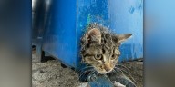 Colorado firefighters come to the rescue to free kitten stuck in a dumpster