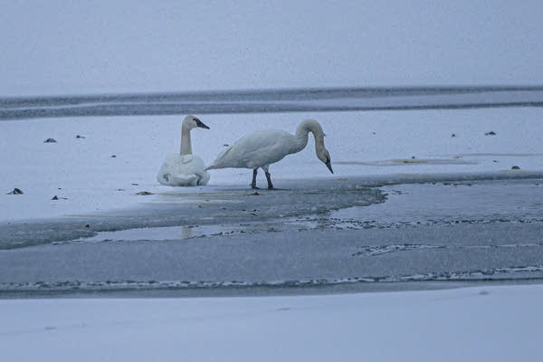 How much snow did Minnesota get?