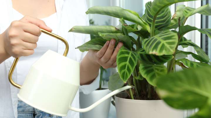 How Often To Water A Calathea So It Stays Happy And Healthy