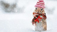 A Collection of Daily Bonnet Christmas Articles