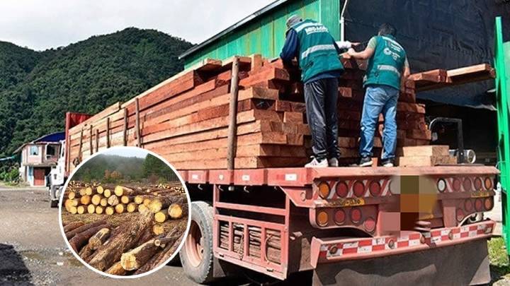 Condenan a ocho años de cárcel a dos implicados en tráfico ilegal de madera en Puno