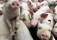 El Govern tendrá la semana que viene el primer informe del grupo de expertos sobre el brote de la pesta porcina africana