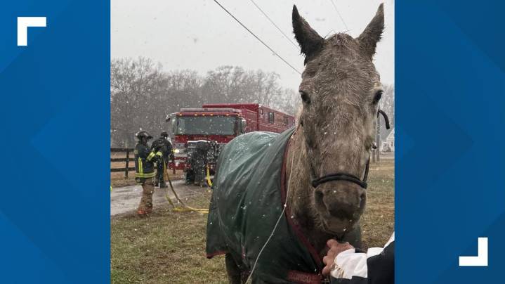 Suffolk Fire & Rescue frees horse trapped in muddy swamp