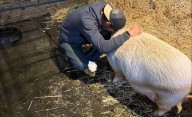 Sanctuary Takes in Homeless Man’s Pet Pig Adopted by Deceased Wife Until He Recovers