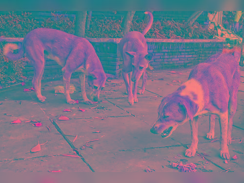 J&K Govt Directs ULBs to Secure Schools, Hospitals, Stadiums From Stray Dogs