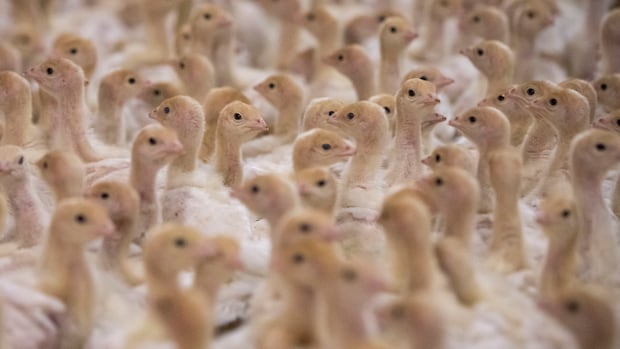 Worst bird-flu season in years hits Alberta’s poultry farmers