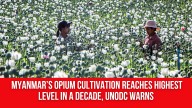 Myanmar’s Opium Cultivation Reaches Highest Level in a Decade, UNODC Warns