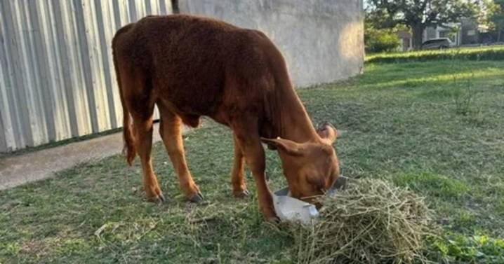 Donaron una ternera a la escuela donde ladrones faenaron a un animal
