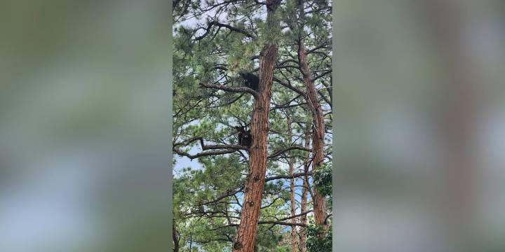 5 bear cubs found orphaned in Colorado Springs to be released into the wild