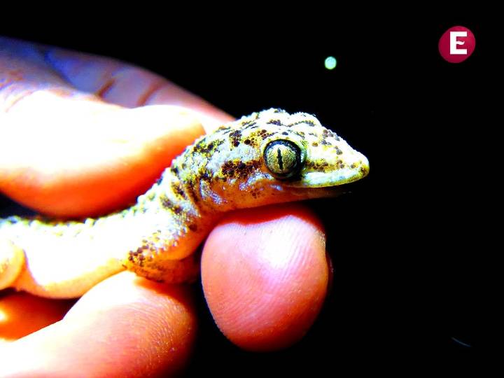 ¡Qué hallazgo! Descubren nueva especie de lagartija nocturna