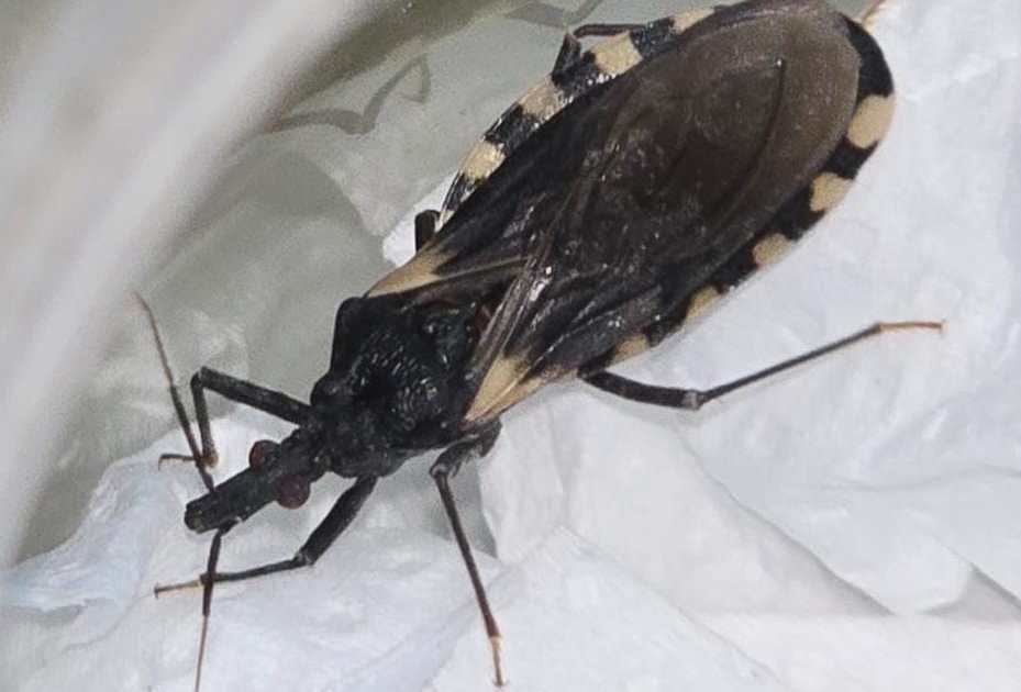 Detectaron vinchucas en el Alto Valle y Valle Medio de Río Negro y se activa el alerta por Chagas