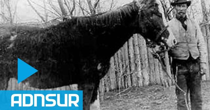 El heroico salto de Malacara, el caballo que le salvó la vida a Evans en Trevelin y se volvió leyenda en Chubut