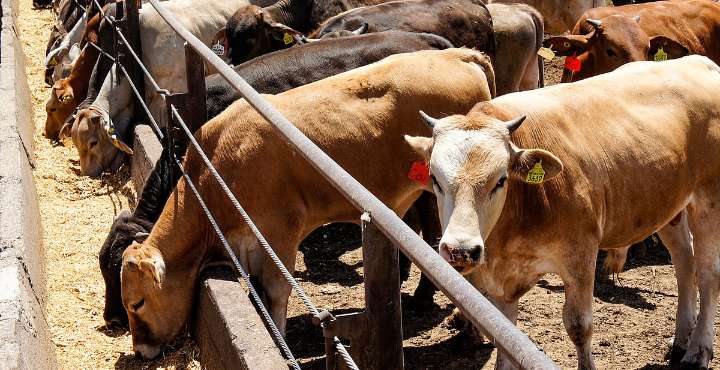 México declara emergencia sanitaria por gusano barrenador del ganado