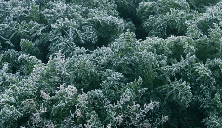 Heladas en municipios del Cauca afectan de momento a más de 800 productores