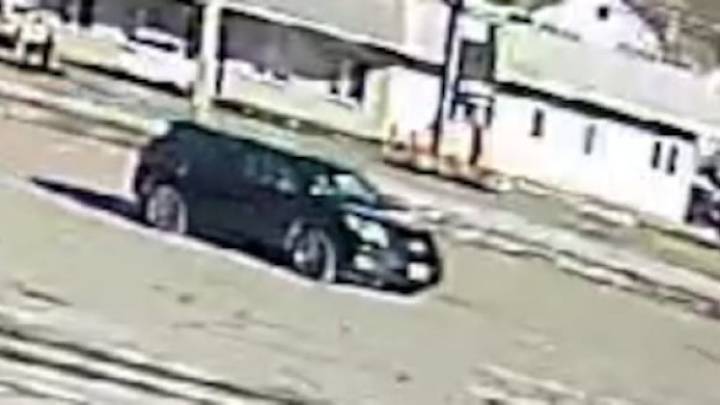 Police seek driver who ran over and killed seagulls in Tewksbury parking lot