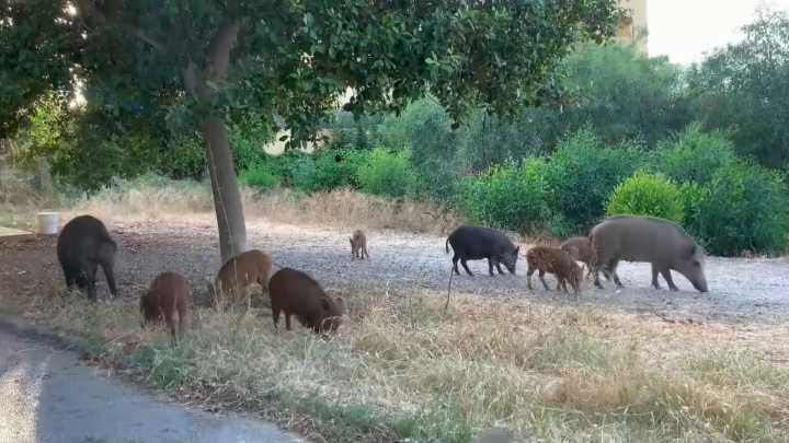 La peste porcina, un virus letal en caso de contagio More