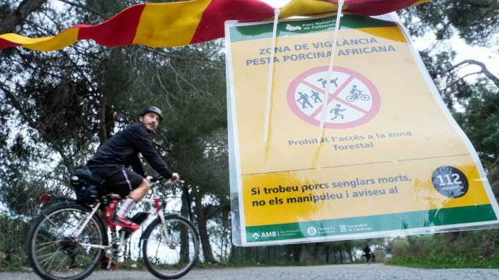 Collserola sigue blindada: estas son las restricciones por el brote de peste porcina en Barcelona