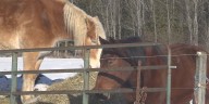 Drafty Acres to carry on tradition with horse drawn rides this winter