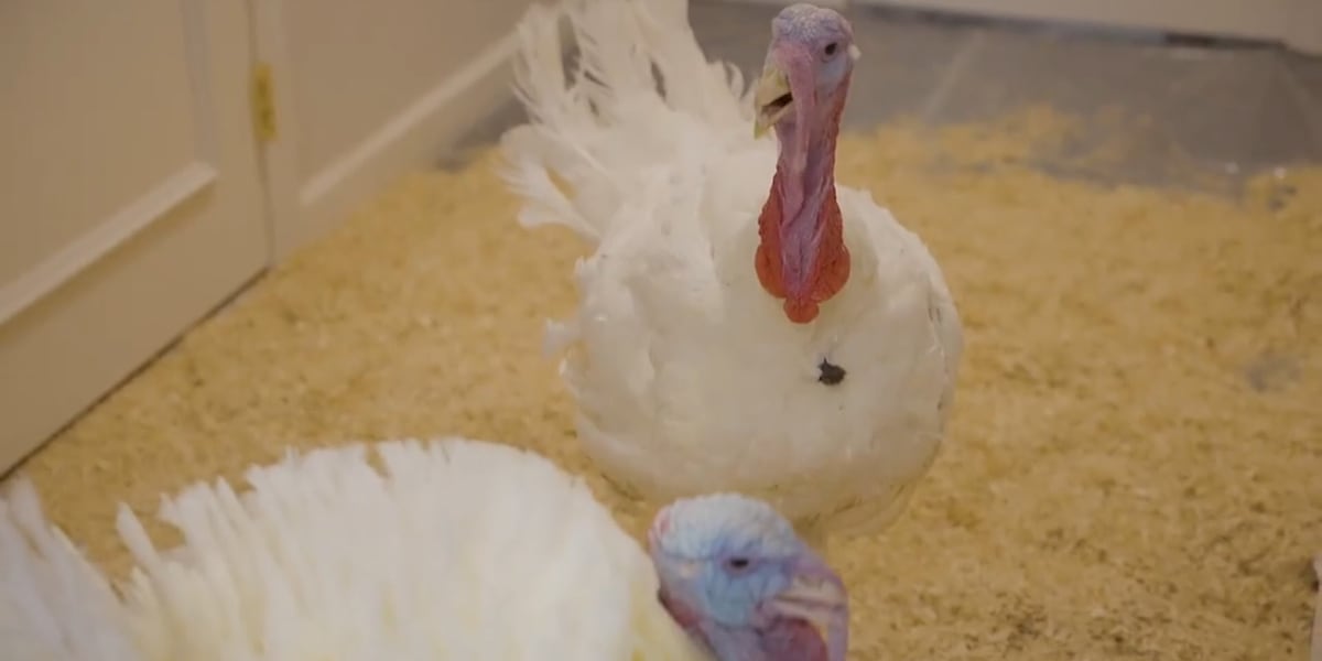 Bird flu detected in central Iowa commercial turkey flock