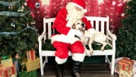 Santa is coming to PetSmart near you. Where to get free photos in GA