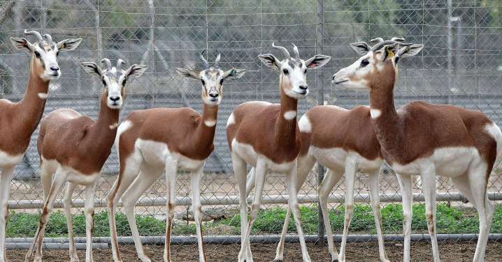 El Gobierno concede a la Estación Experimental de Zonas Áridas de Almería el Premio Plaza de España