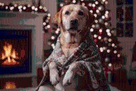 La tierna misión de Wuero: juntar cobijas y juguetes para sus amigos