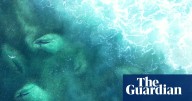 Hundreds of sharks filmed in bait fish feeding frenzy near Byron Bay