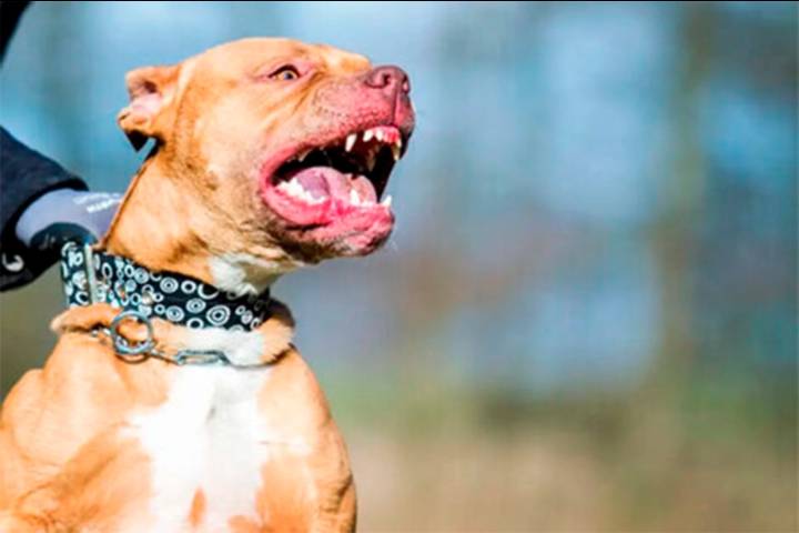 Un niño fue gravemente herido tras ataque de tres pitbull mientras jugaba