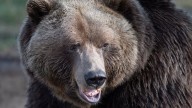 Conservation officers call off search for grizzly in Bella Coola attack