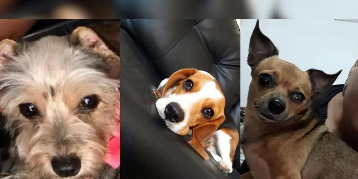 En Ibagué opera una banda que secuestra mascotas para extorsionar