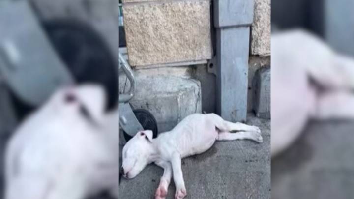 Texas Rescue Dog Waits Day After Day, Believing His Family Will Come Back