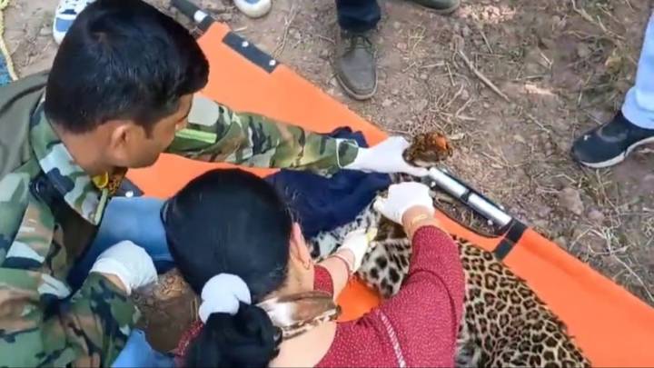 Severely damaged left foreleg of rescued leopardess amputated, to live at Shimla shelter home lifelong