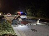 Un caimán gigante de 4,3 metros y 300 kilos paralizó una carretera en Florida y se requirió un operativo de ocho personas para moverlo