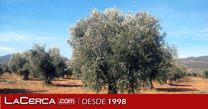 La campaña de la aceituna en C-LM será "similar a la del año pasado" y con calidad "excepcional", según Martínez Lizán