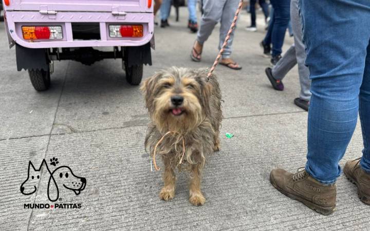 ONG 'Mundo Patitas' salva y ofrece a 'perros peregrinos' una nueva vida